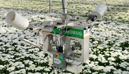 IPM strategies to control thrips in protected ornamental crops